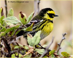 Townsend's Warbler