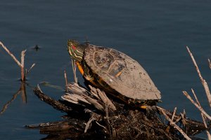 Red-Eared Slider