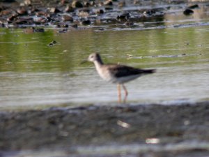 Lesser Yellowlegs