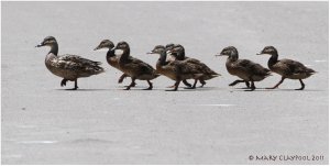 Why did the Mallards cross the road?