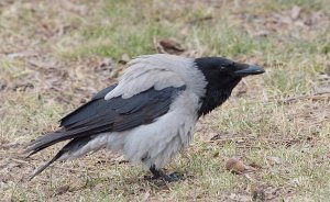 Hooded  Crow (with nut)