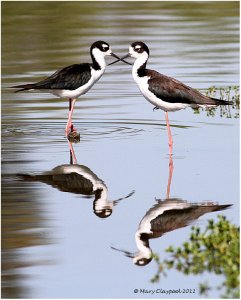 Black-necked Stilts