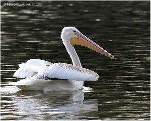 American White Pelican