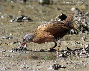 Virginia Rail