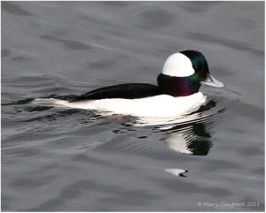 Bufflehead, M