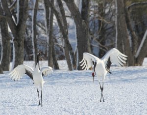 Red-Crowned Cranes dancing