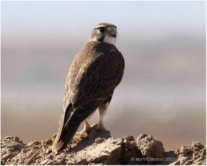 Prairie Falcon