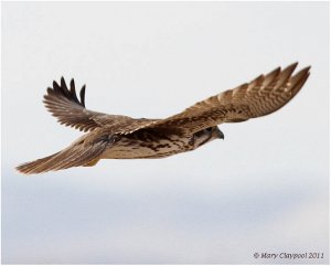 Prairie Falcon Fly
