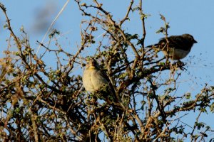 Yellow-throated Seedeater