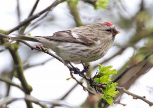 Coues's Arctic Redpoll