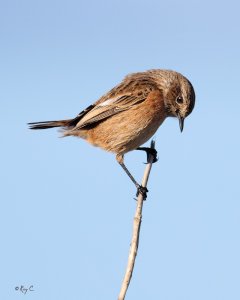 Stonechat