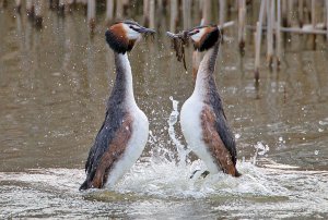 Great Crested Grebe