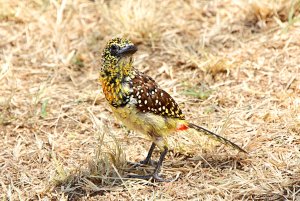 d'Arnaud's Barbet, Trachyphonus darnaudii