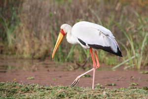 Yellow-billed Stork Feeding, Mycteria ibis