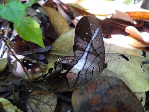 Pierella helvina ocreata