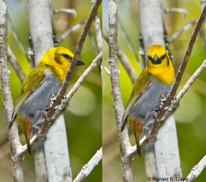 Nelicourvi Weaver Female Composite MAD SER