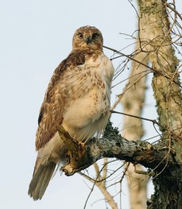 Red tailed Hawk