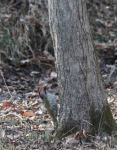 Japanese Woodpecker (Endemic)
