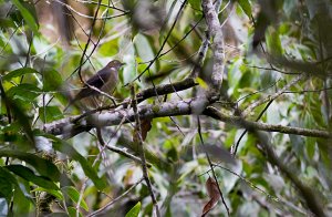 White-eyed Thrush