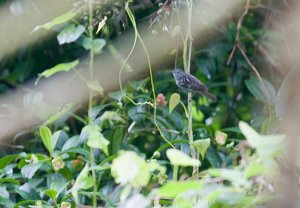 Arrow-headed Warbler