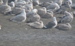 Possible Kumlien's Gull