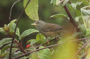 Peg-billed Finch female