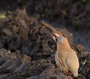 Red-legged Partridge