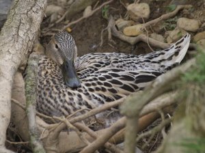 Mama Mallard