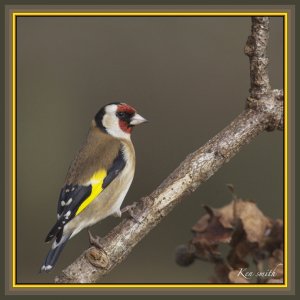 Goldfinch Portrait.