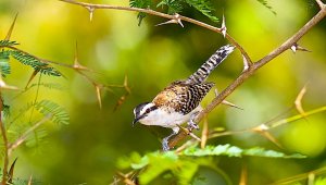 Rufous-naped Wren