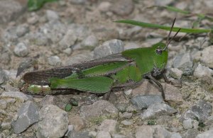 Grasshopper