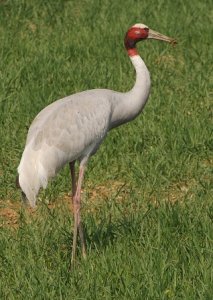 Sarus crane-portrait shot