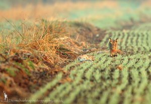 Early Morning Hare