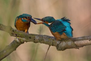 Kingfishers courting