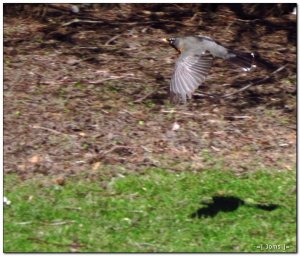 American Robin