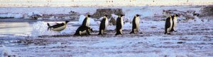 Emperor Penguins Coming Home, Aptenodytes forsteri