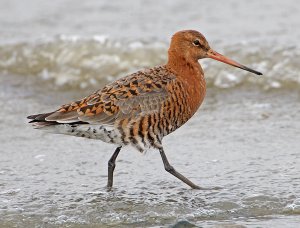 Black-tailed Godwit