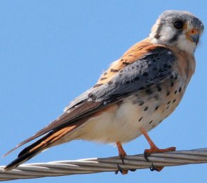 American Kestrel