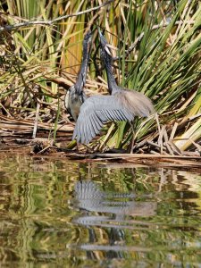 Tricolored Herons