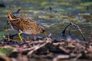 Spotted Crake, a migrant on Santiago