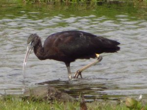 Glossy Ibis at Great Baddow, Chelmsford