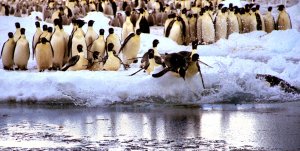 Emperor Penguins Going Fishing, Aptenodytes forsteri