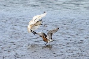 Spoonbill and Curlew