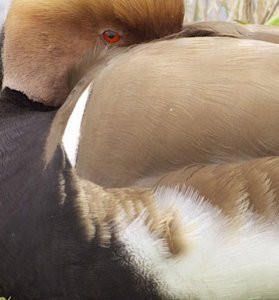 Red Crested Pochard