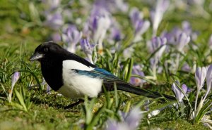 Common Magpie