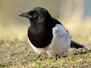 Common Magpie