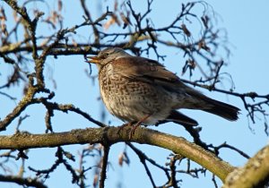 Fieldfare