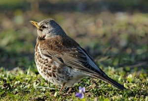 Fieldfare