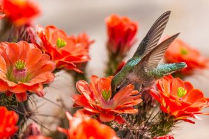 ANNA'S HUMMINGBIRD WITH BlOOMING CACTI