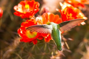 ANNA'S HUMMINGBIRD'S BACK WITH BlOOMING CACTI